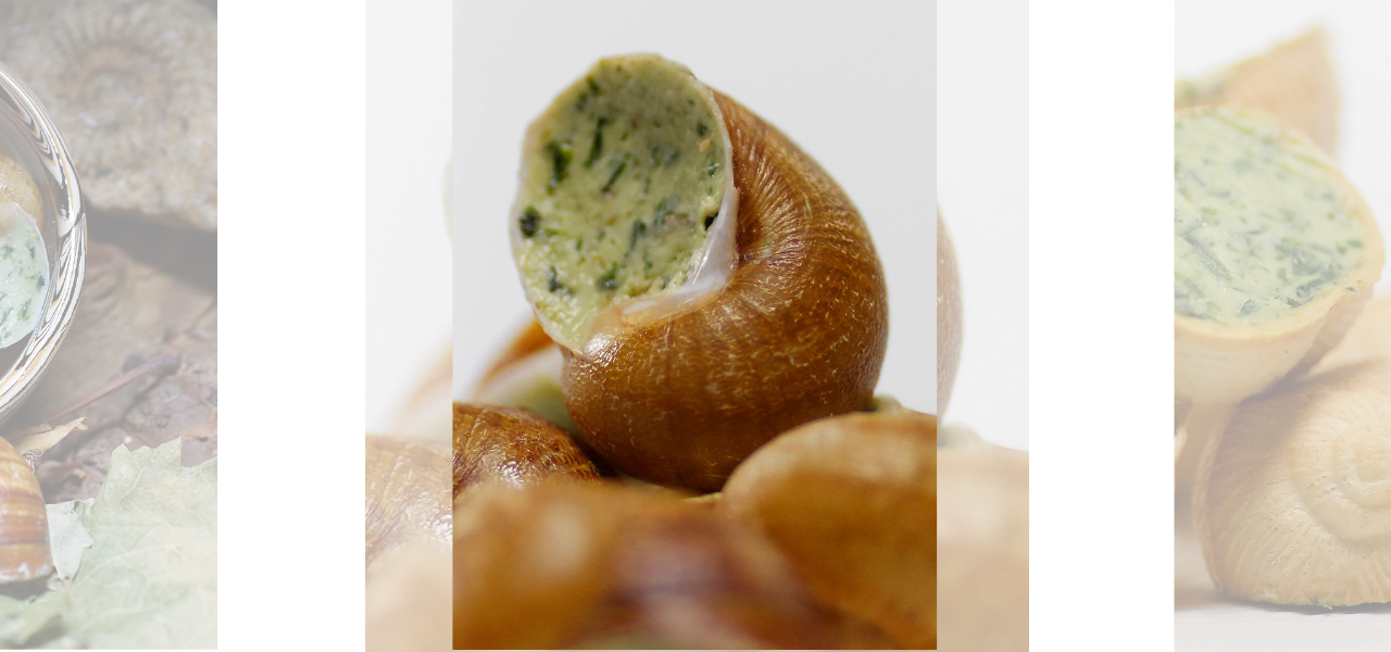 Les escargots des plaines