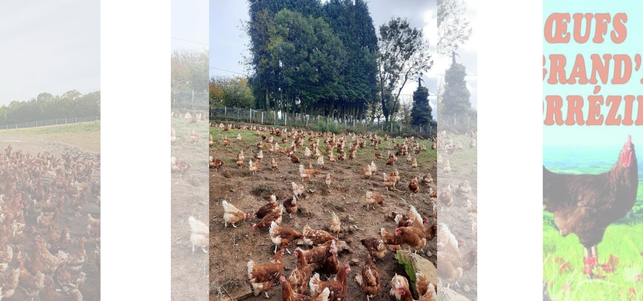 Les oeufs du Grand'Air Corrézien