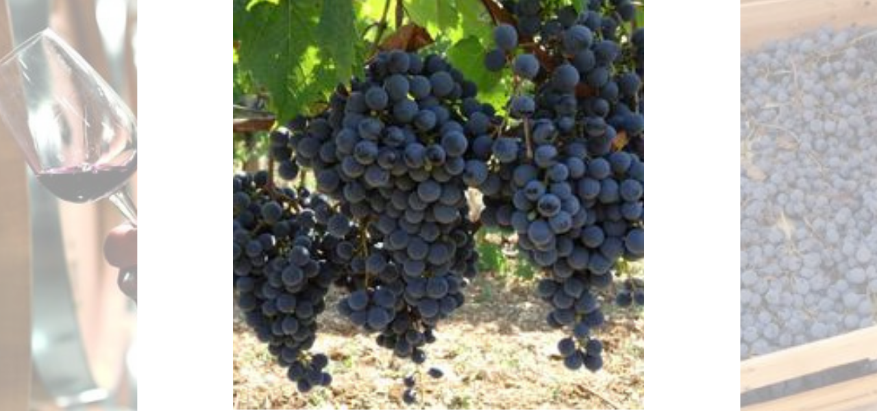 Les vignerons de Branceilles