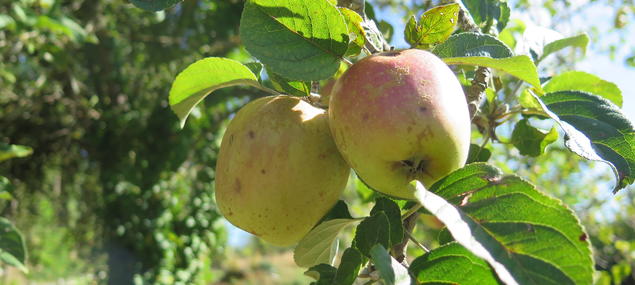Accueil - Pomme du Limousin